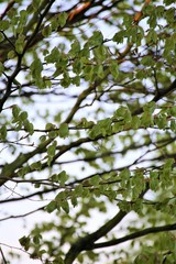 branch with green leaves
