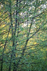 trees in the forest