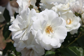 Fototapeta na wymiar 真っ白いバラ(山形県)