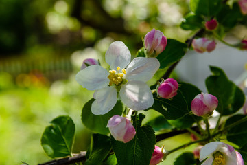 Obraz na płótnie Canvas Blossoming branches of the apple tree on spring