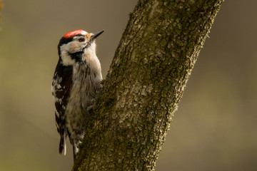 Lesser spotted woodpecker (Dryobates minor). Bieszczady Mountains. Poland