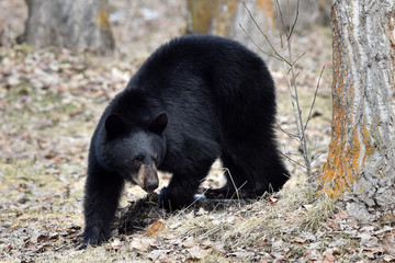 Wild Alaska black bear
