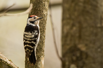 Lesser spotted woodpecker (Dryobates minor). Bieszczady Mountains. Poland