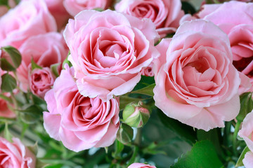 Fototapeta na wymiar Beautiful pink roses background.