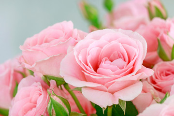 Beautiful pink roses background.