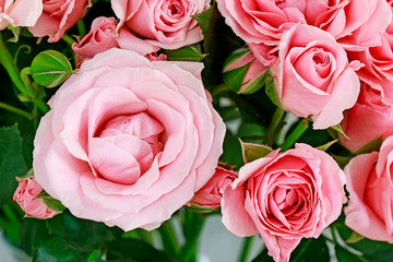 Beautiful pink roses background.