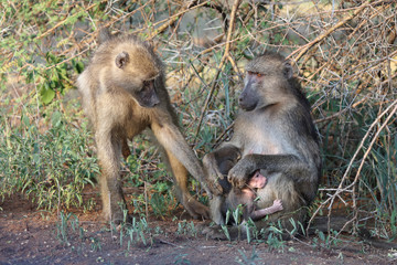 Bärenpavian / Chacma Baboon / Papio ursinus..