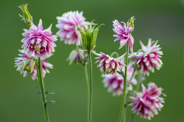 Bezauberndes Blüten-Ensemble optisch freigestellt vor schönem grünen Hintergrund zeigt die volle...