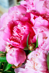 Pink peonies background.