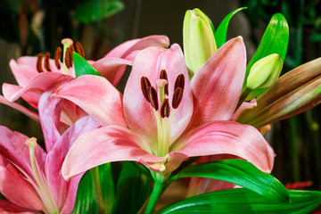 Pink lilies in the garden.