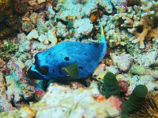 The amazing and mysterious underwater world of Indonesia, North Sulawesi, Bunaken Island, boxfish