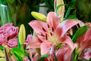 Pink lilies in the garden.