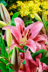 Pink lilies in the garden.