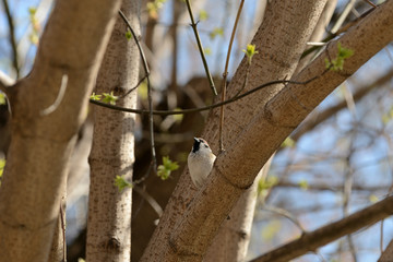 Sparrow sitting on a tree branch on a spring day