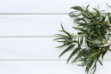 Green leaves of agonis flexuosa on white wooden table © agneskantaruk