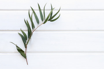 Green leaves of agonis flexuosa on white wooden table © agneskantaruk