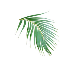 tropical frond green palm leaf tree isolated on white background