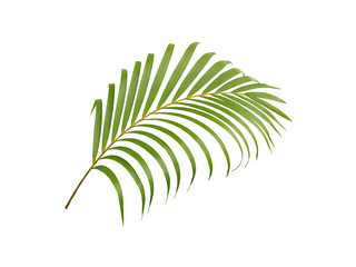 Fototapeta premium tropical green palm leaf tree isolated on white background