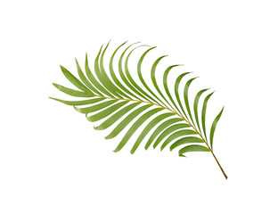 tropical green palm leaf tree isolated on white background