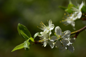 nahaufnahme einer pflaumenblüte im frühling