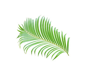 tropical green palm leaf tree isolated on white background