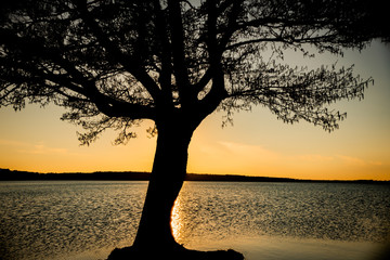 Tree silhouette lit up by setting sun over lake