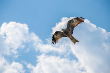 Obraz premium Eagle flying across the blue sky