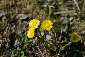 Coltsfoot flowers (Tussilago Farfara) in springtime lit by sun