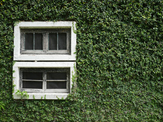 White windows with natural walls.