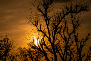 Obraz premium Colorful sunset with trees
