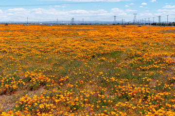 Fototapeta premium Antelope Valley California Poppy Reserve State Natural Reserve. California poppies flowers magnificent orange color meadows during seasonal super bloom.