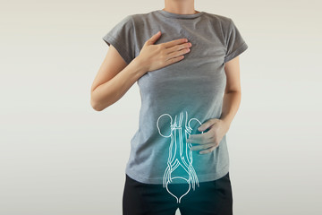 Human Female Kidney and bladder Anatomy