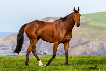 Fototapeta premium Close-up of a beautiful big brown horse, it is running across a meadow on the cliffs of Cornwall.