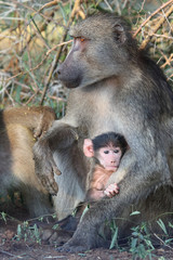 Bärenpavian / Chacma Baboon / Papio ursinus..