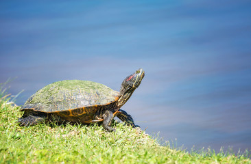 Red-eared Slider turtle (Trachemys scripta elegans)