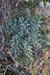 sow thistle