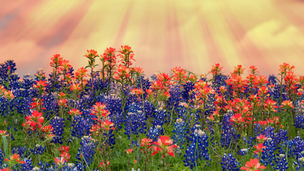 Texas bluebonnets and Indian Paintbrush wildflowers blooming on the meadow in spring