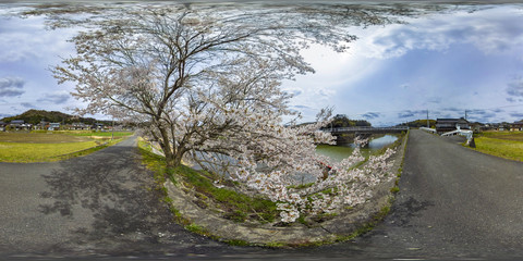 VR360度素材　左目用　桜