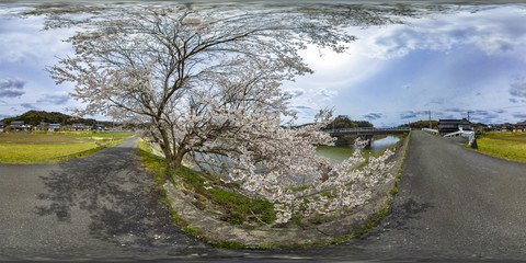VR360度素材　右目用　桜