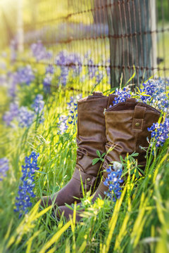 Cowboy Boots In Texas Bluebonnets