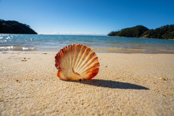 Scallop shells on the beach in the Abel Tasman National Park, New Zealand