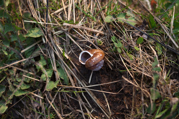 shell in the grass