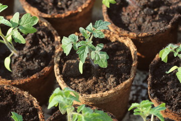 Young tomato seedling sprouts in the peat pots. Gardening concept.