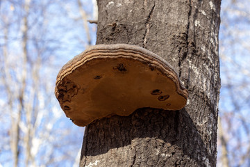Mushrooms saprophytes and parasites grow in habitat in the forest.