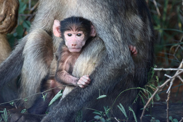Bärenpavian / Chacma Baboon / Papio ursinus..