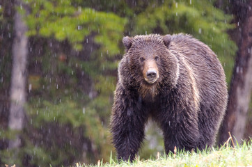 Obraz premium Big grizzly bear look at you