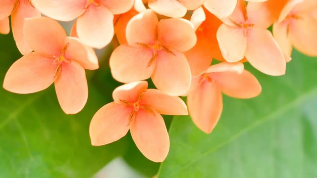 Orange spike flowers on the green leafs