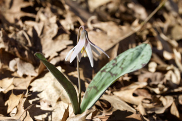 Macro view of a pinkish white trout lily wildflower growing in its native woodland habitat