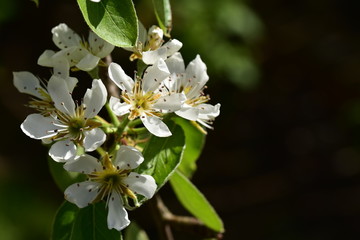 blüte eines birnbaums in der morgensonne