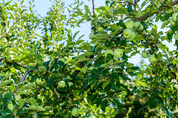Unripe green apples on a branches of the apple tree